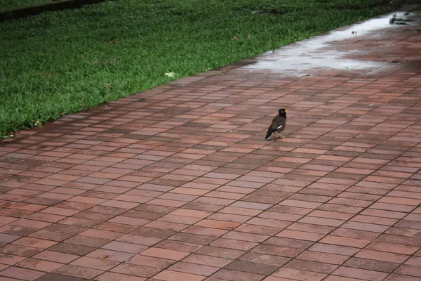 Common Myna Paved Footpath Park Rain — Stock Photo, Image