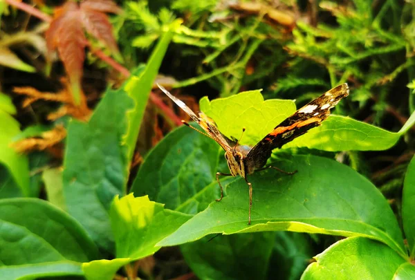 植物の緑の葉に蝶のマクロショット — ストック写真