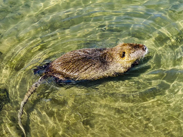 Eine Selektive Fokusaufnahme Eines Niedlichen Pummeligen Fischotters Der See Gefangen — Stockfoto