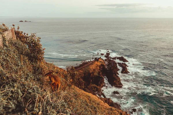 Piękny Widok Idyllicznego Wybrzeża Widzianego Byron Bay Lighthouse Punktu Widzenia — Zdjęcie stockowe