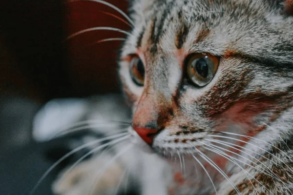 아름다운 눈으로 고양이 얼굴을 — 스톡 사진