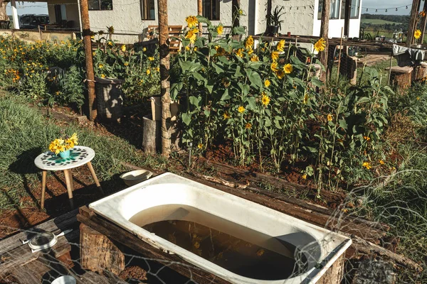 Belo Jardim Com Girassóis Floridos Uma Velha Banheira Para Manter — Fotografia de Stock