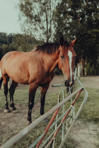 牧場の上に白い斑点のある茶色の馬の垂直ショット — ストック写真