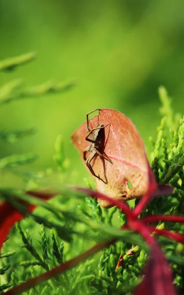 蜘蛛在植物红叶上的蜘蛛的宏观照片 — 图库照片