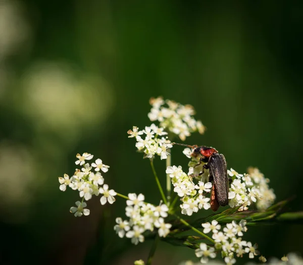 Eine Nahaufnahme Eines Insekts Auf Einer Weißen Blume — Stockfoto