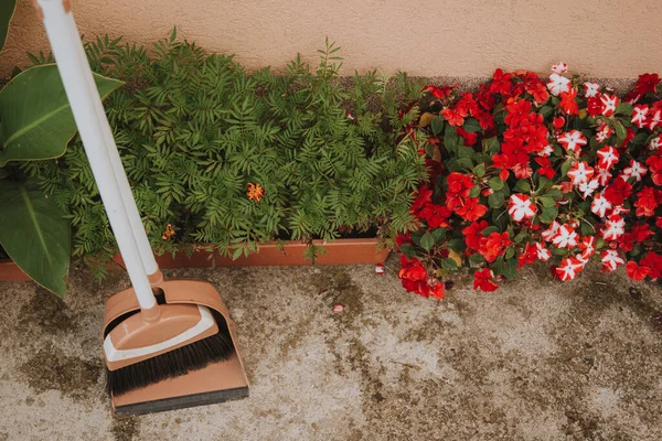 Uma Escova Jardim Com Colher Perto Bálsamos Plantados Calêndulas Ficus — Fotografia de Stock