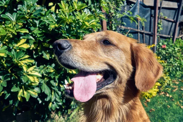 Primer Plano Golden Retriever Con Lindo Hocico Jugando Jardín —  Fotos de Stock