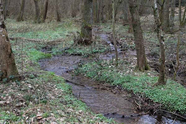 Ένα Μικρό Ποτάμι Ένα Πυκνό Δάσος — Φωτογραφία Αρχείου