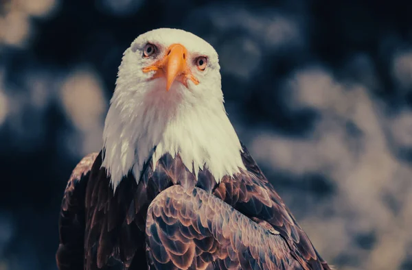 Close Bald Eagle Looking Sharply Camera Gray Bluured Background — Stock Photo, Image