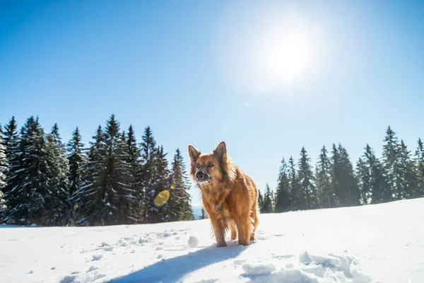 一条壮丽的大狗站在森林里被雪覆盖的草地上 — 图库照片