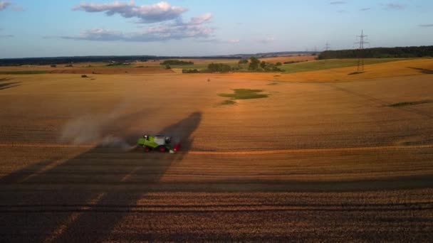 田舎の麦畑 — ストック動画