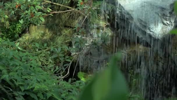 Зеленые Листья Лесу — стоковое видео