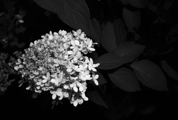 Ένα Γκρι Πλάνο Του Πανικολλημένου Ορτανσία Όμορφο Ανθοφόρο Φυτό — Φωτογραφία Αρχείου