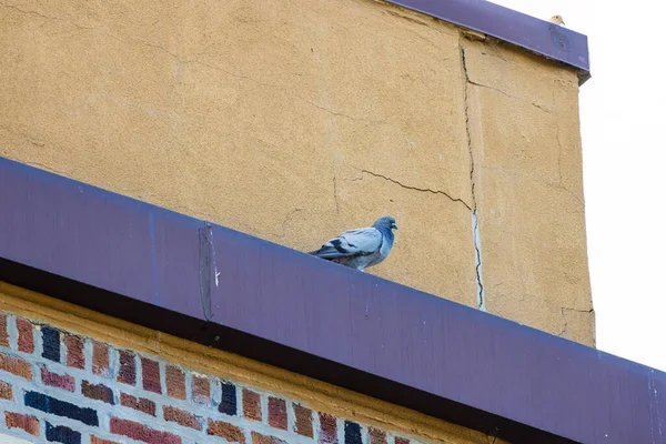 屋根の上に立つ鳩の美しい景色 — ストック写真