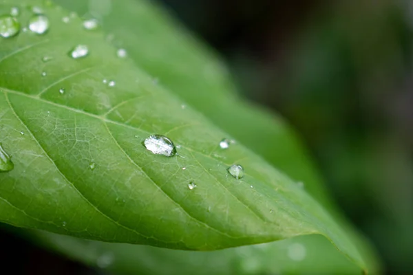 在模糊的背景下在植物上近距离拍摄的雨滴 — 图库照片