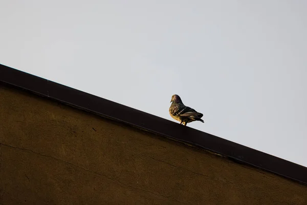 一只鸽子站在大楼屋顶上的美丽景象 — 图库照片