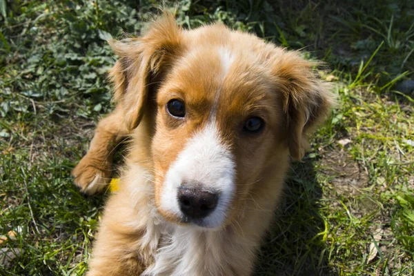 Gros Plan Visage Chien Assis Sur Sol — Photo