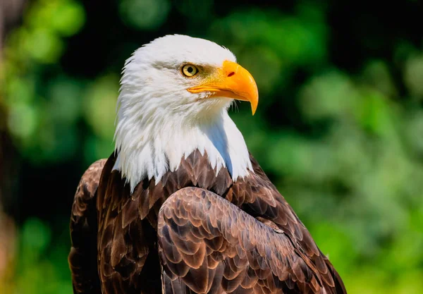 Close Bald Eagle Looking Sharply Green Blurred Background — Stock Photo, Image