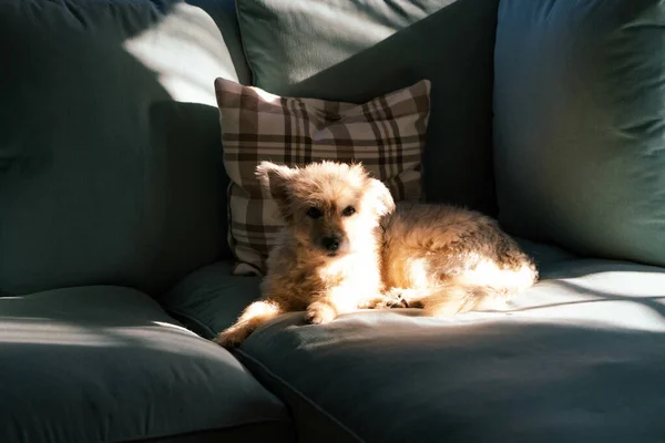 Крупним Планом Собака Сидить Дивані Темній Кімнаті Під Промінням Сонячного — стокове фото