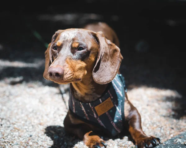 屋外のペットのアヒルの犬のクローズアップショット — ストック写真