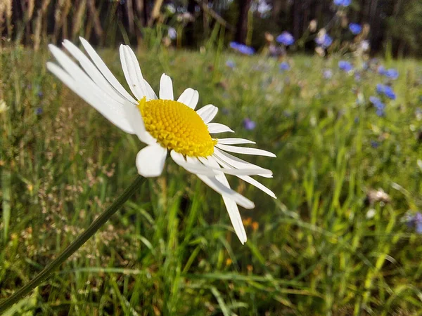 牧草地に咲くデイジーのクローズアップショット — ストック写真