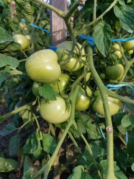 Closeup Green Unripe Tomatoes Garden — 스톡 사진