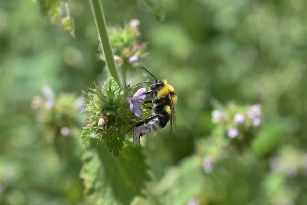 Egy Szelektív Fókuszfelvétel Egy Méhről Amint Begyűjti Egy Virág Nektárját — Stock Fotó