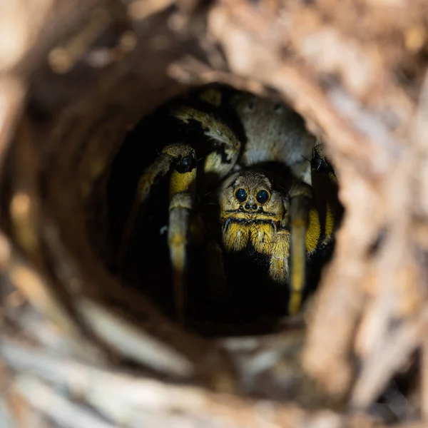 太陽の下で巣の中の大きなクモのクローズアップ — ストック写真