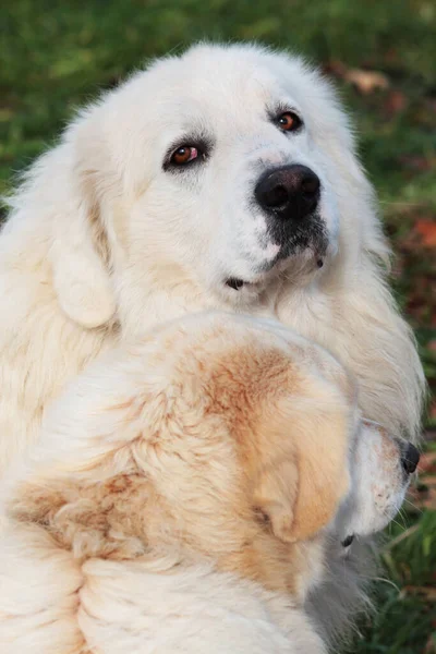 Cutest Pyrenean Mountain Dogs Outdoors — Stock Photo, Image