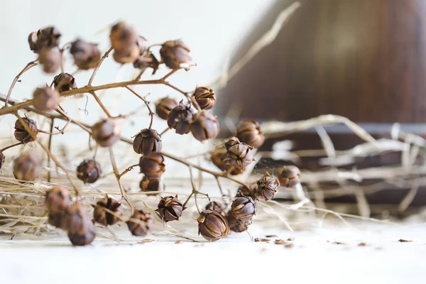 Primer Plano Plantas Secas Como Decoración — Foto de Stock