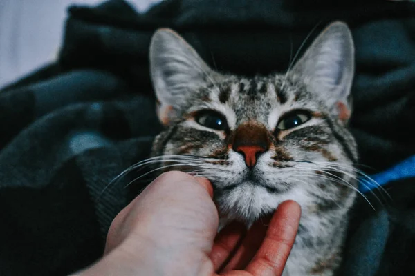 Gros Plan Chat Moelleux Caressant Chat Gris Tabby — Photo