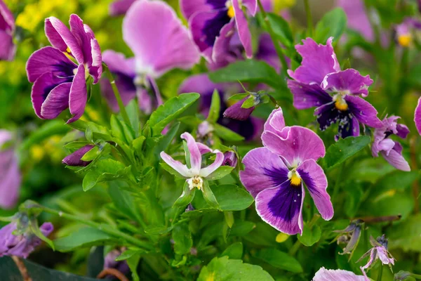 Primer Plano Hermosas Flores Jardín Durante Día — Foto de Stock