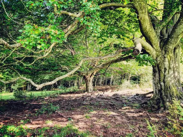 Une Forêt Verte Avec Des Chênes — Photo