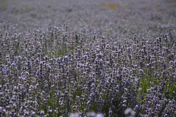 Una Splendida Vista Dei Fiori Lavanda Fioriti Nel Campo Nell — Foto Stock