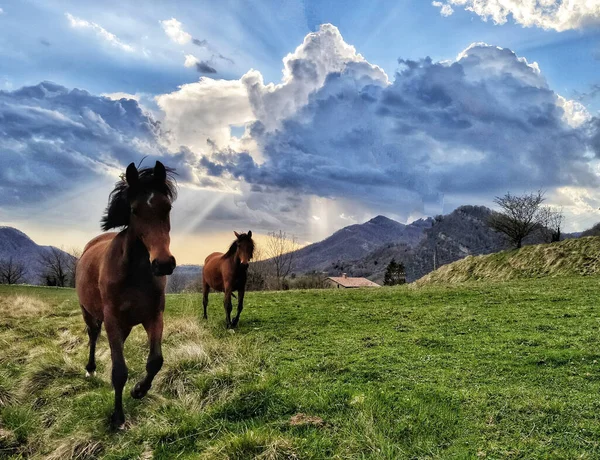 Dos Caballos Color Marrón Oscuro Corriendo Campo Verde Campo — Foto de Stock