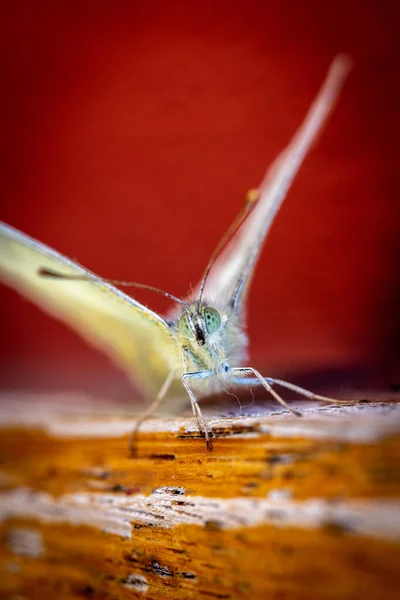 Μια Κάθετη Μακρο Λήψη Μιας Πεταλούδας Που Στέκεται Μια Ξύλινη — Φωτογραφία Αρχείου