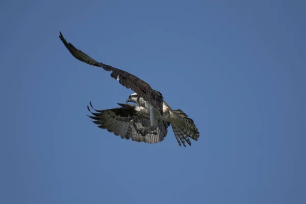 Ein Tiefflug Eines Fischadler Falkenvogels Der Den Blauen Himmel Fliegt — Stockfoto