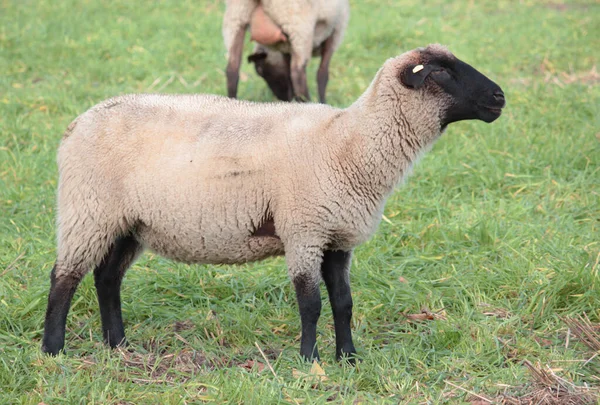 牧草地のロマノフの羊 — ストック写真