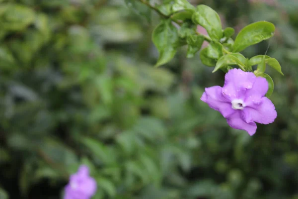 Closeup Shot Purple Brunfelsia Flower Grown Park — Stock Photo, Image