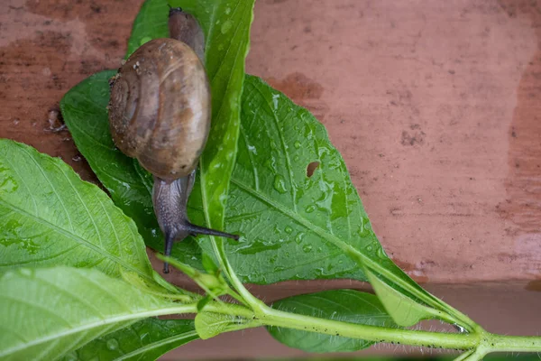 Gros Plan Escargot Sur Une Branche Arbre — Photo