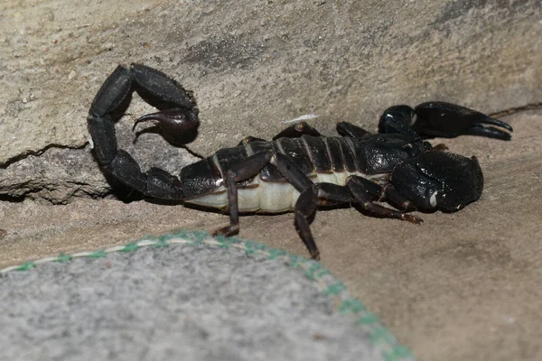 Close Shot African Venom Scorpion — Stock Photo, Image