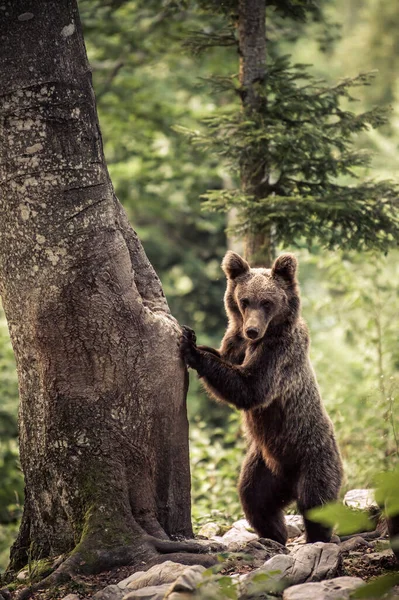 Colpo Verticale Orso Bruno Piedi Vicino Tronco Albero Nella Foresta — Foto Stock