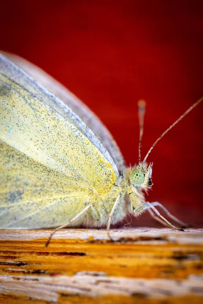 Macro Tiro Vertical Uma Borboleta Sobre Uma Superfície Madeira Sobre — Fotografia de Stock