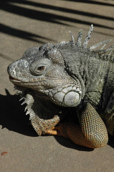 Primo Piano Verticale Una Grande Iguana — Foto Stock