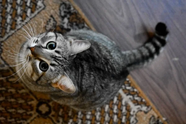 Overhead Shot Fluffy Cat Sitting Carpet — Stock Photo, Image