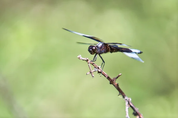 Closeup Shot Black White Dragonfly Branch — Stock Photo, Image