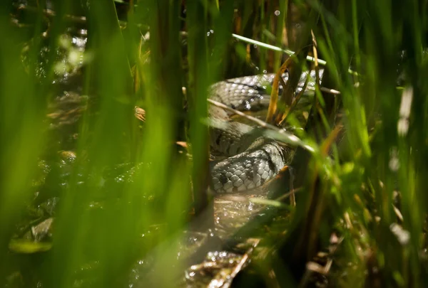 Primer Plano Una Serpiente Peligrosa Bosque — Foto de Stock