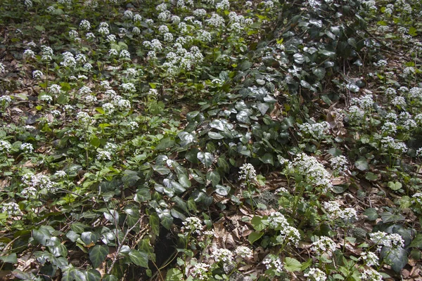 Primer Plano Flores Blancas Silvestres Creciendo Bosque — Foto de Stock