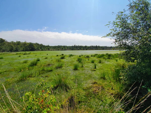 Paisaje Pantanoso Cubierto Hierba Rodeado Árboles Una Soleada — Foto de Stock