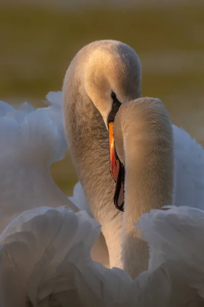 Disparo Vertical Par Cisnes Magníficos Una Posición Cariñosa — Foto de Stock